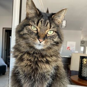 Meet your Posher, Angel